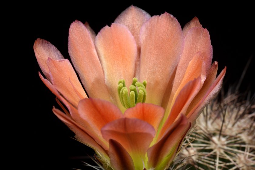 Echinocereus xroetteri, USA, New Mexico, Orogrande