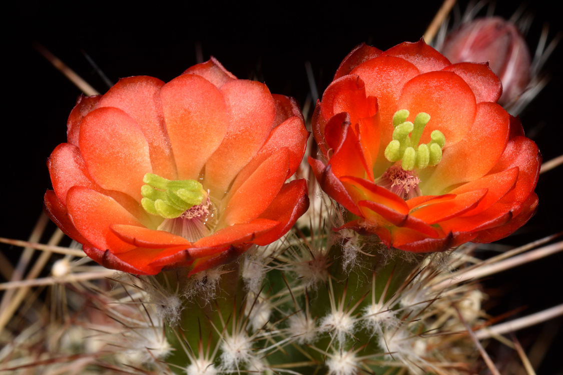 Echinocereus pacificus, Mexico, Baja California, Agua Caliente