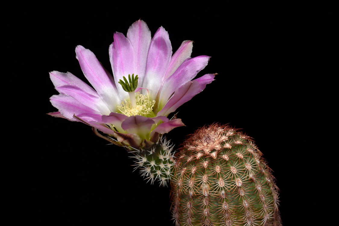 Echinocereus pectinatus, Mexico, Coahuila, Altamira