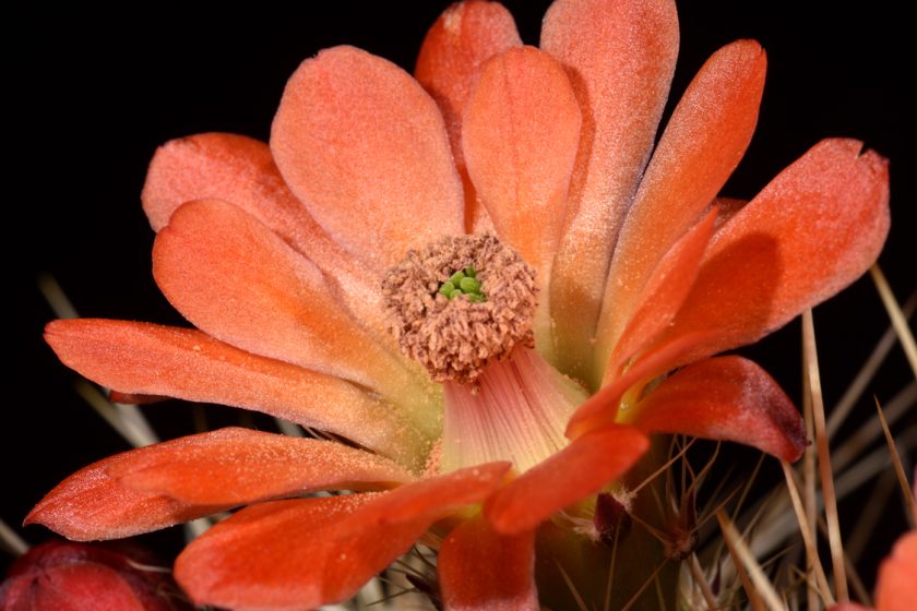 Echinocereus pacificus subsp. mombergerianus, Mexico, Baja California, Sierra San Pedro Martir