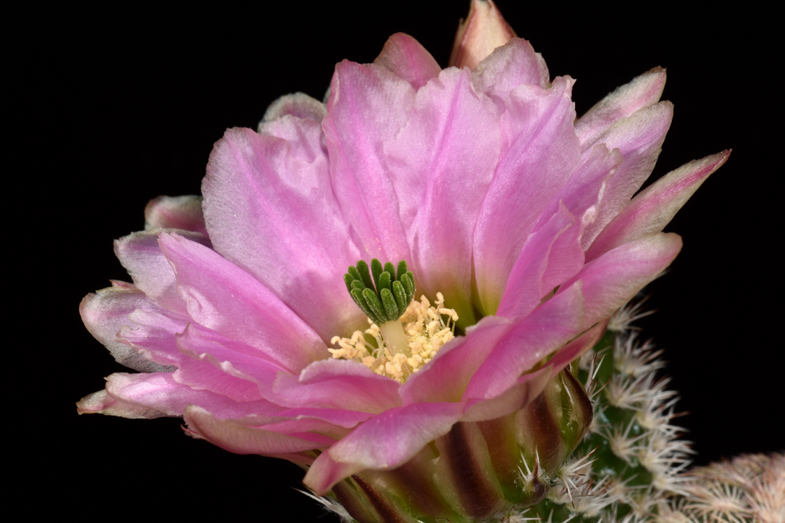 Echinocereus pectinatus, Mexico, Detras