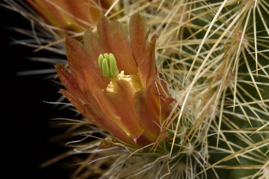 Echinocereus russanthus subsp. weedinii, USA, Texas, Timber Mountains