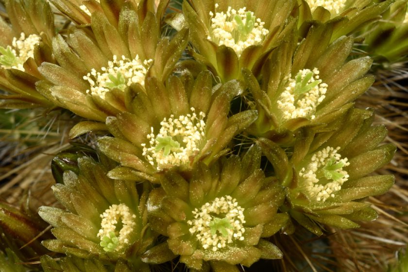 Echinocereus russanthus subsp. weedinii, USA, Texas, Jeff Davis Co., HK1289