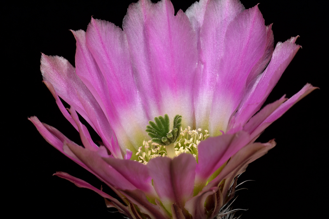 Echinocereus pectinatus, Mexico, Coahuila, Hipolito