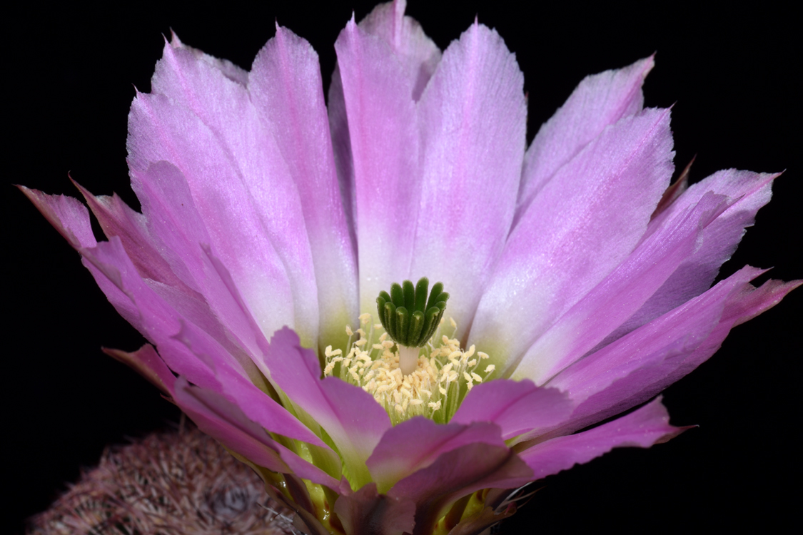 Echinocereus pectinatus, Mexico, Chihuahua, El Tigre