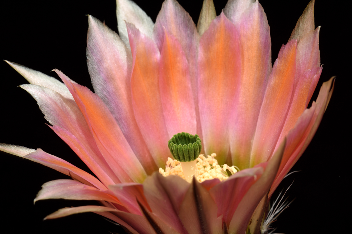 Echinocereus dasyacanthus, USA, Texas, Brewster Co., Lajitas