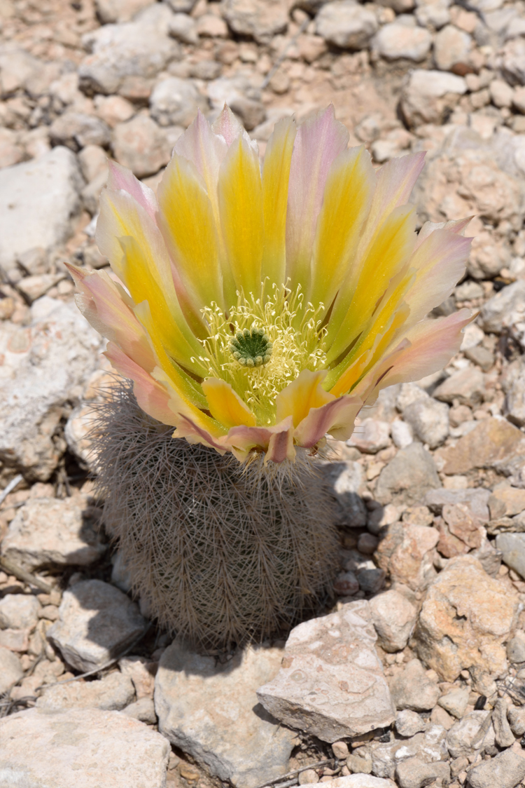 Echinocereus dasyacanthus, USA, Texas, Upton Co.