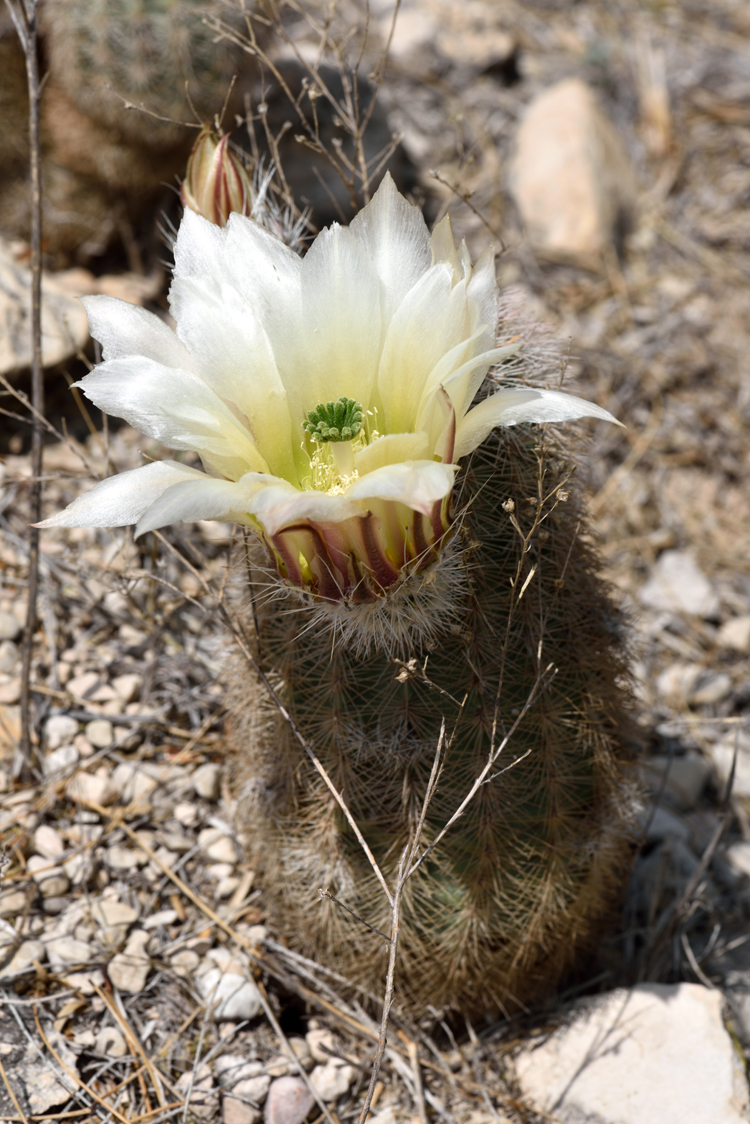 Echinocereus dasyacanthus, USA, Texas, Pecos Co.