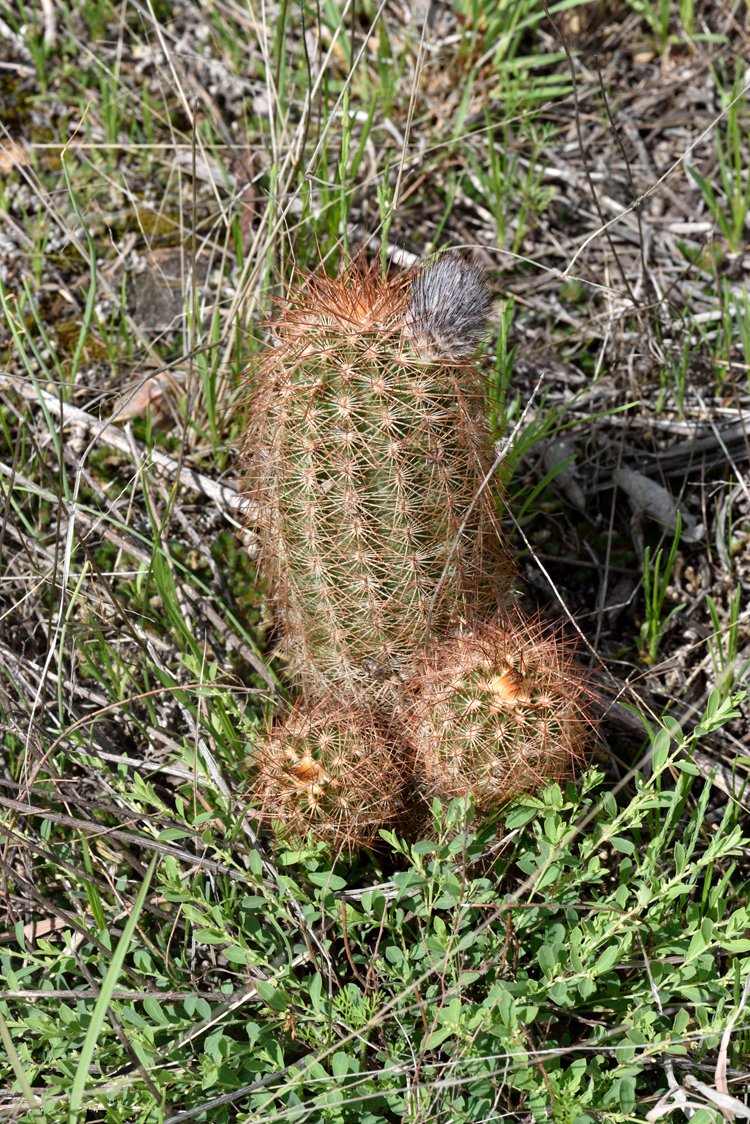 Echinocereus reichenbachii subsp. baileyi, USA, Oklahoma, Kiowa Co.