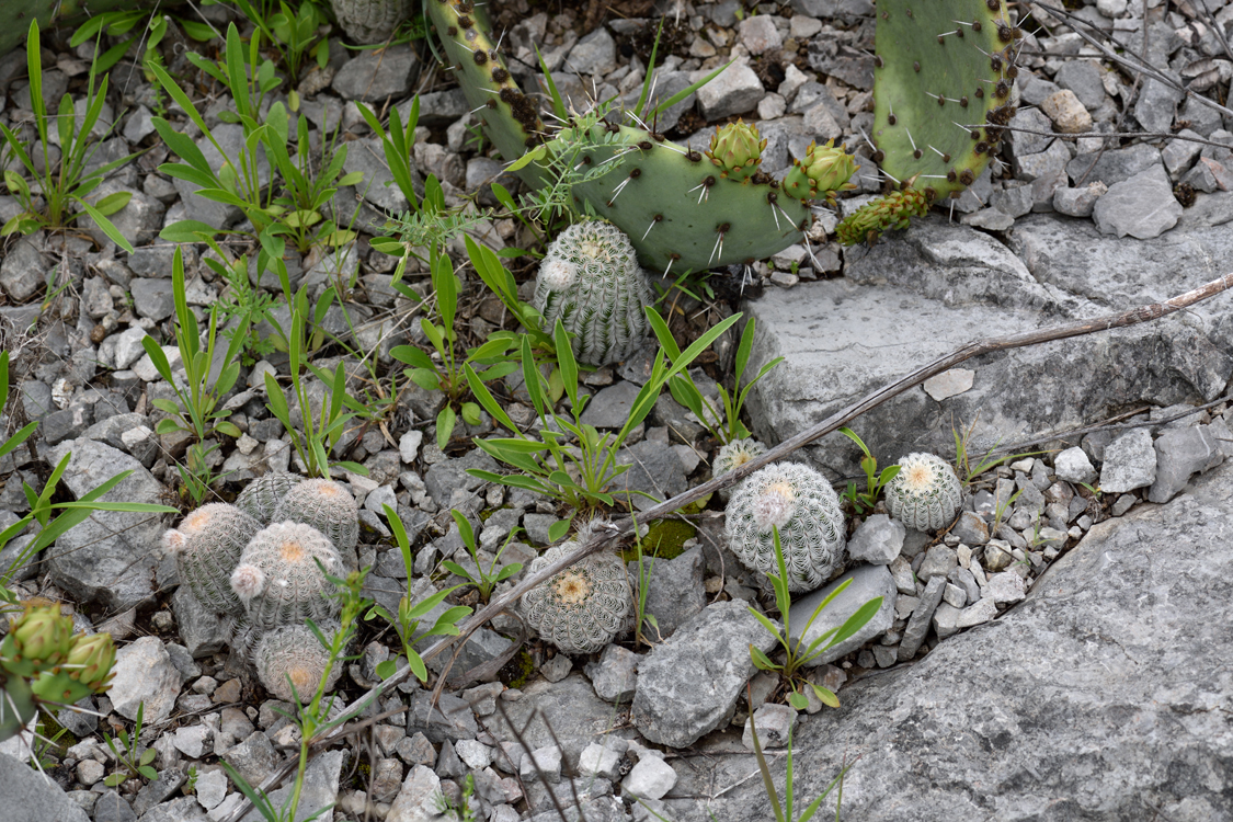 Echinocereus reichenbachii subsp. caespitosus, USA, Oklahoma, Murray Co.