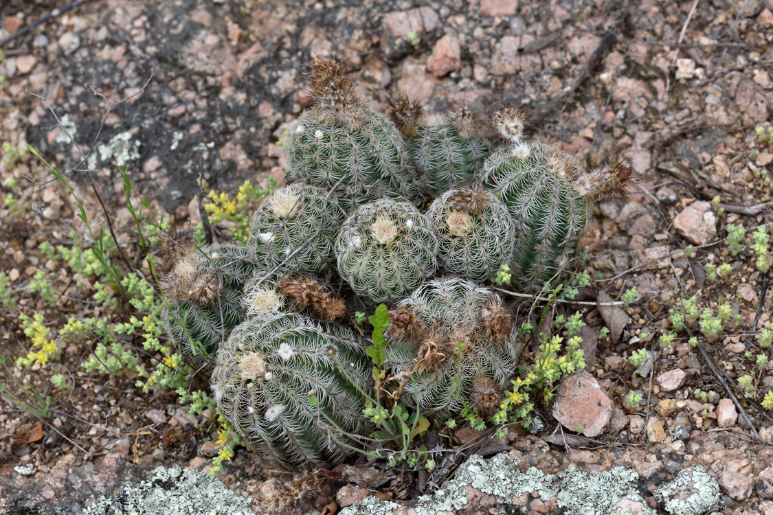 Echinocereus reichenbachii subsp. caespitosus, USA, Oklahoma, Johnston Co.