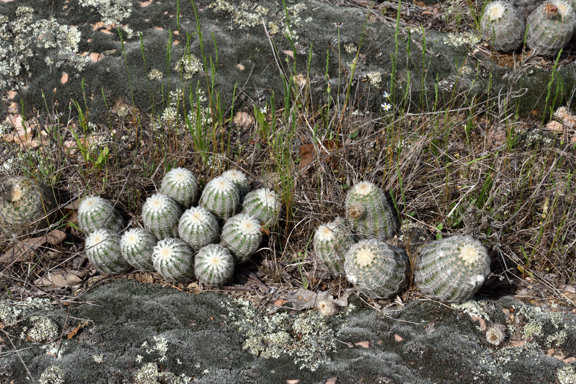 Echinocereus reichenbachii subsp. caespitosus, USA, Oklahoma, Johnston Co.