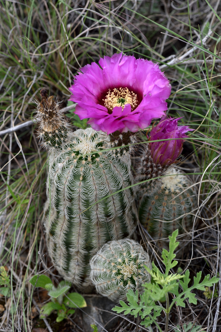 Echinocereus reichenbachii subsp. caespitosus, USA, Texas, Jack Co.