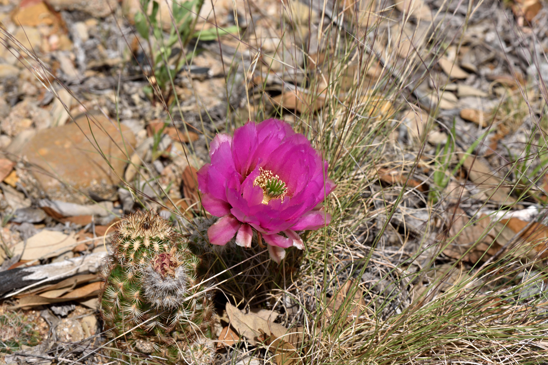 Echinocereus reichenbachii subsp. caespitosus, USA, Texas, Shackelford Co.