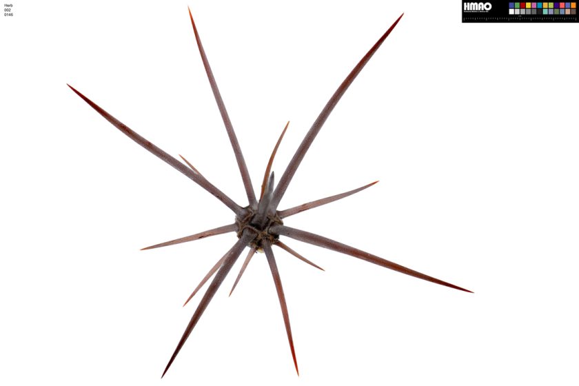 HMAO-002-0146 - Echinocereus maritimus hancockii, Mexico, Baja California, Hipolito