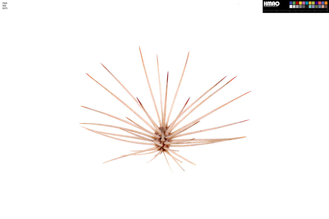 HMAO-002-0475 - Echinocereus dasyacanthus, USA, Texas, Pecos Co.