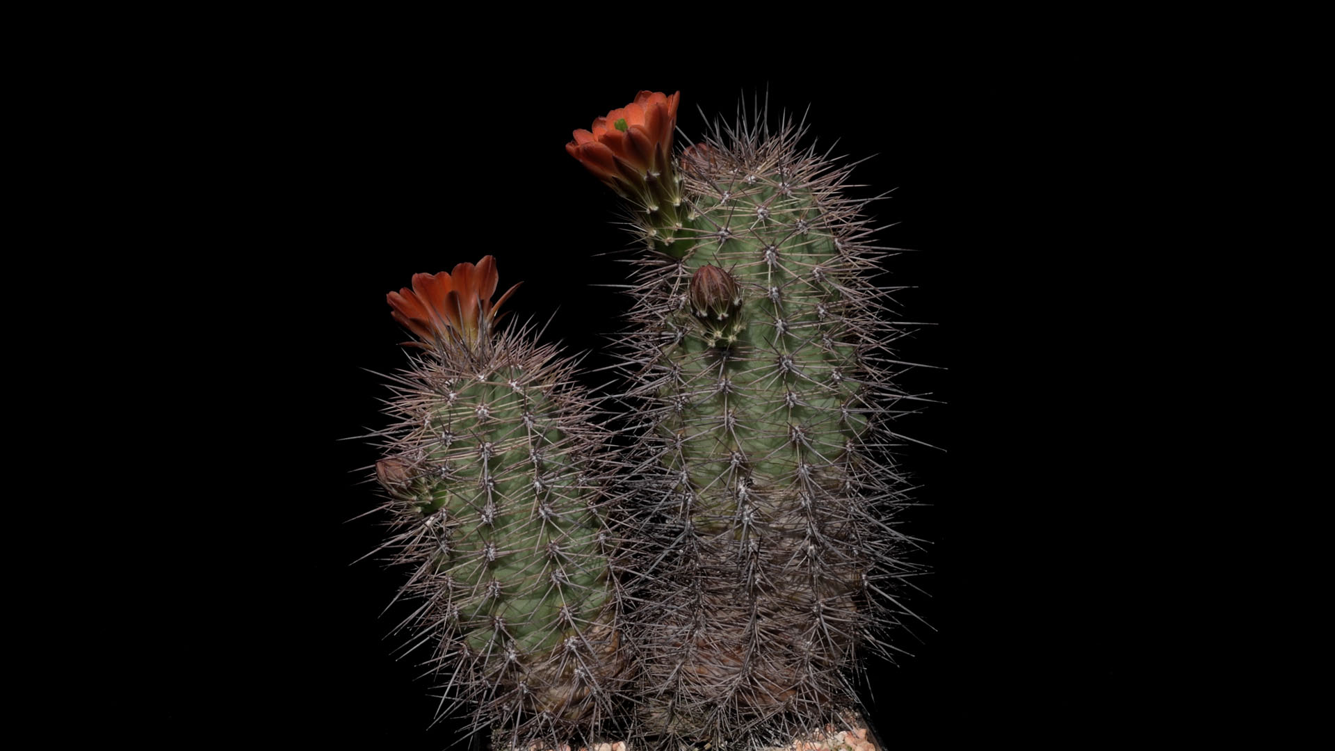 Echinocereus coccineus subsp. rosei, USA, New Mexico, La Luz (Video)