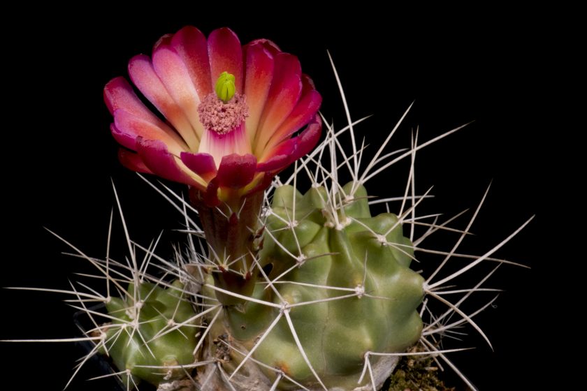 Zeitraffer Echinocereus mojavensis, USA, Utah