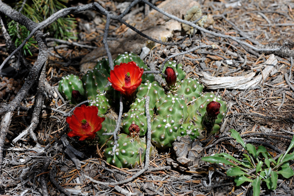 Echinocereus mojavensis fa. inermis, USA, Utah, San Juan County