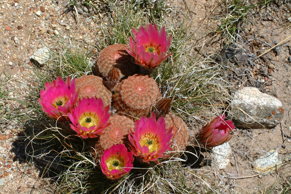 Echinocereus pectinatus, Mexico, Zacatecas, Villa Hidalgo