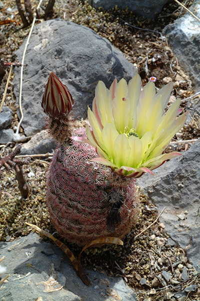 Echinocereus pectinatus, Mexico, „Detras“