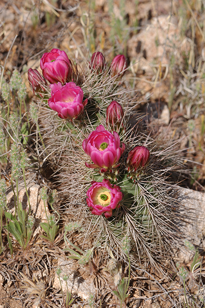Echinocereus xroetteri, USA, New Mexico, Otero County