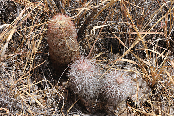 Echinocereus canus, USA, Texas, Presidio County