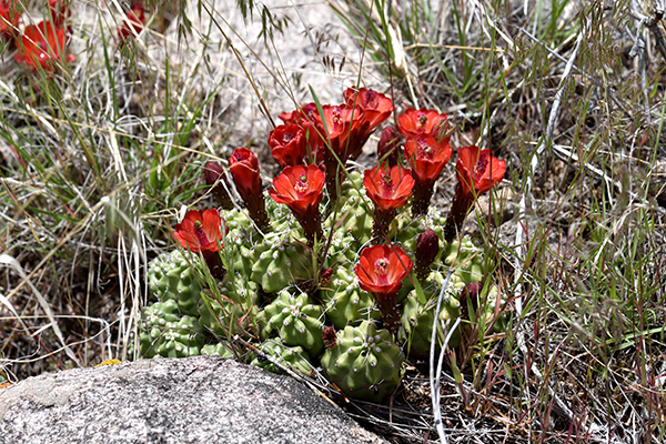 Echinocereus mojavensis fa. inermis, USA, Colorado, Mesa County