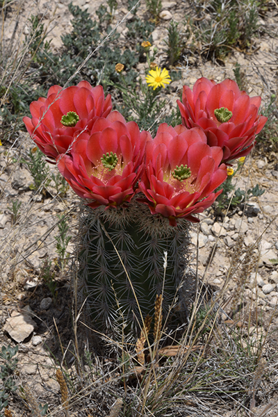 Echinocereus xlloydii, USA, Texas, Pecos County
