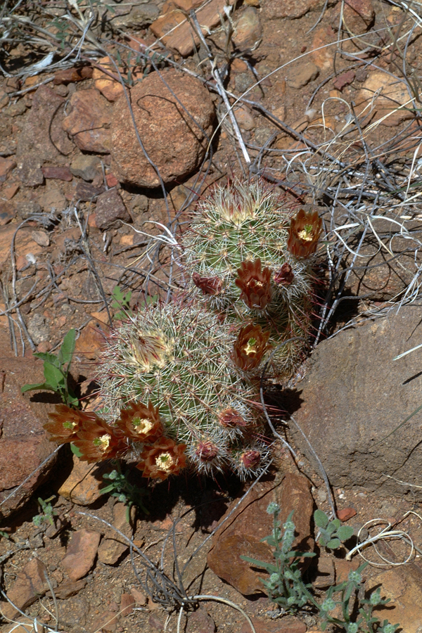 Echinocereus chloranthus, Mexico, Chihuahua, El Sueco