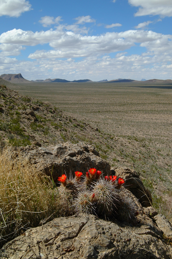 Echinocereus coccineus subsp. rosei, Mexico, Chihuahua, Alamos de Pena