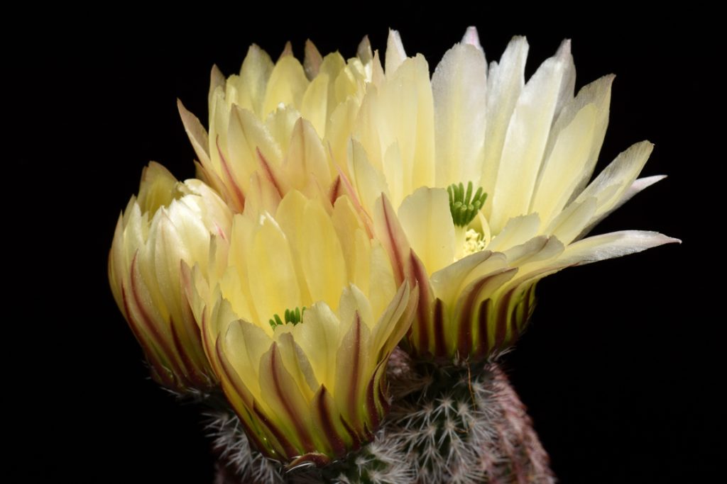 Echinocereus Online