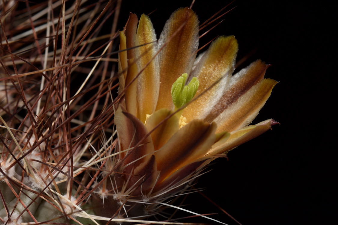 Echinocereus mapimiensis, Mexico, Coahuila, Zona del Silencio