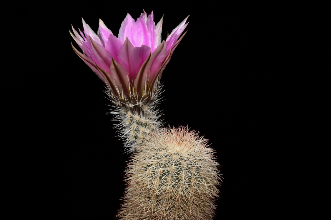 Echinocereus dasyacanthus subsp. crockettianus, USA, Texas, Crockett Co., Sheffield