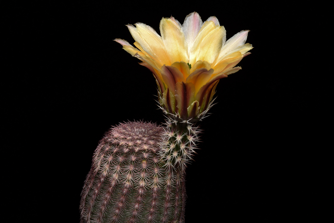 Echinocereus pectinatus, Mexico, Detras