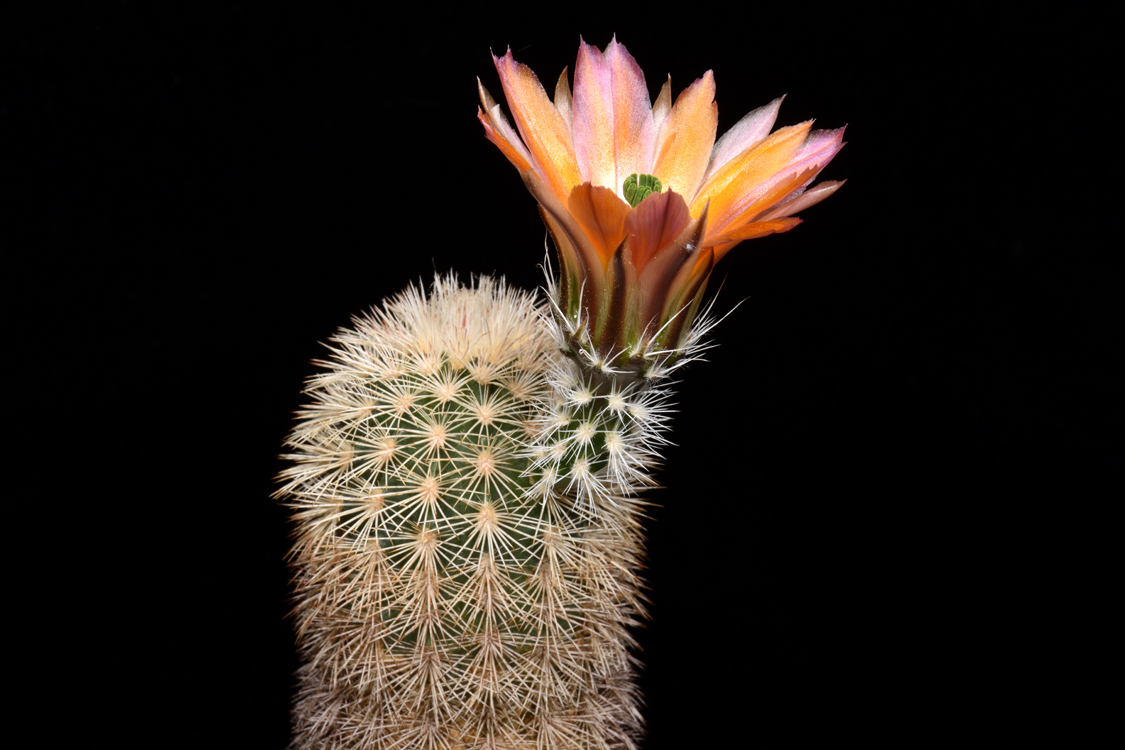 Echinocereus dasyacanthus, USA, Texas, McCamey