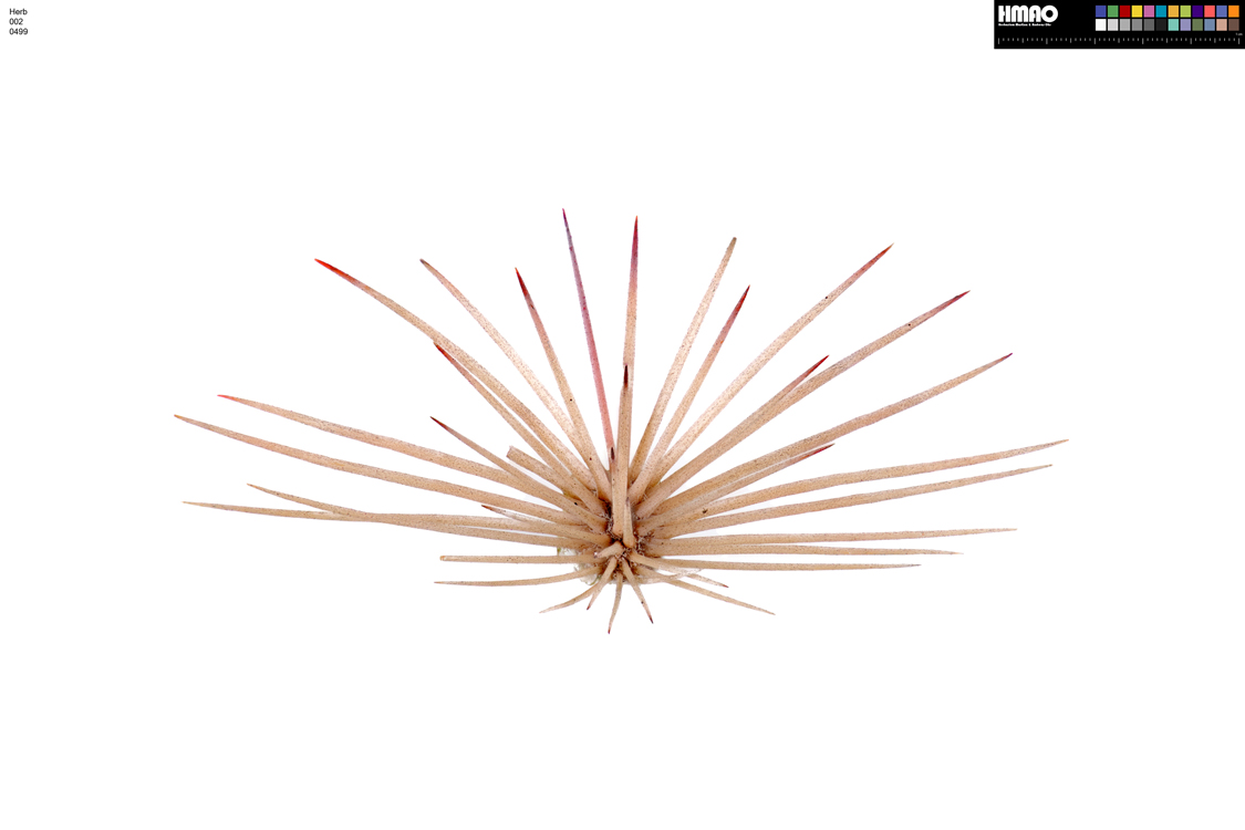 HMAO-002-0499 - Echinocereus dasyacanthus, USA, Texas, Pecos Co.