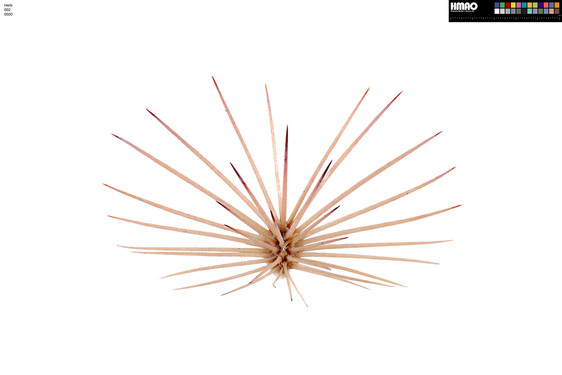 HMAO-002-0500 - Echinocereus dasyacanthus, USA, Texas, Pecos Co.