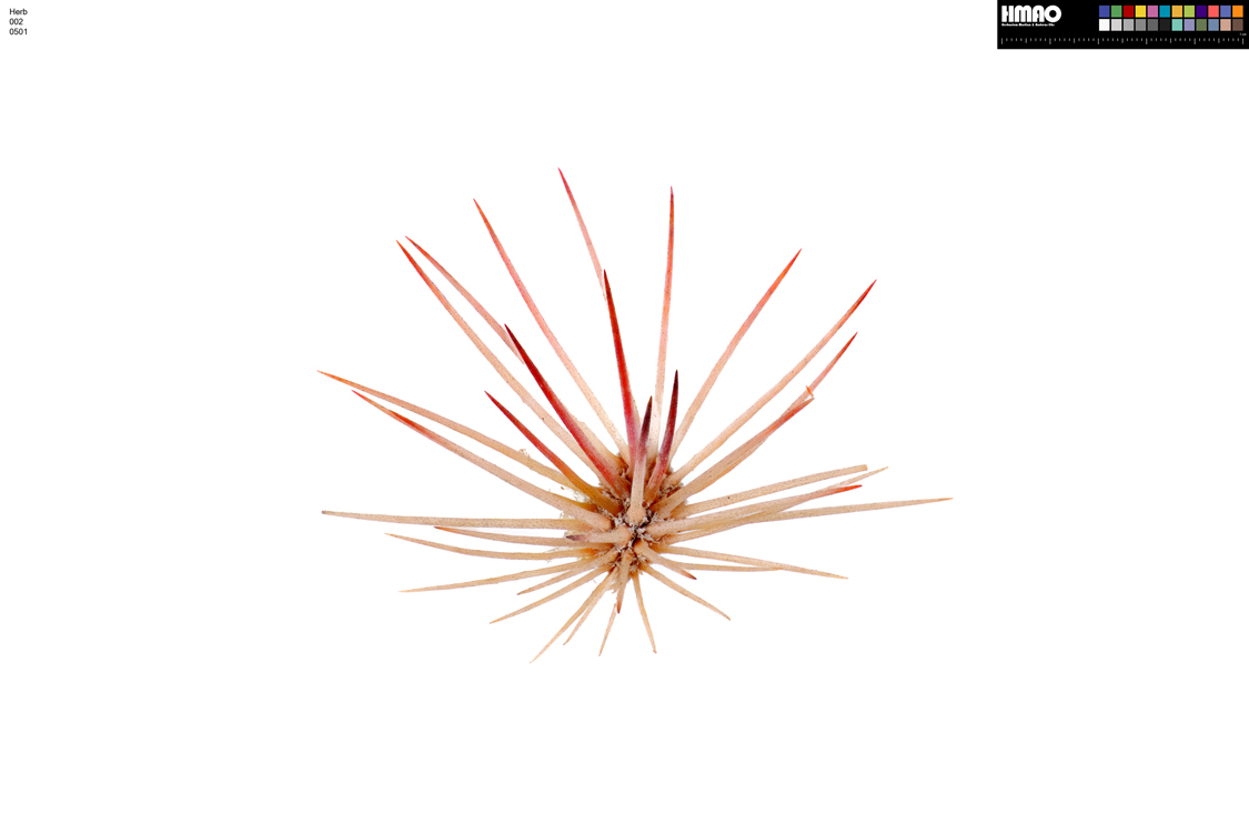 HMAO-002-0501 - Echinocereus dasyacanthus, USA, Texas, Pecos Co.