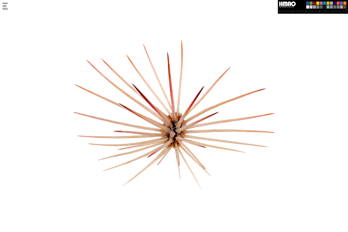 HMAO-002-0502 - Echinocereus dasyacanthus, USA, Texas, Pecos Co.