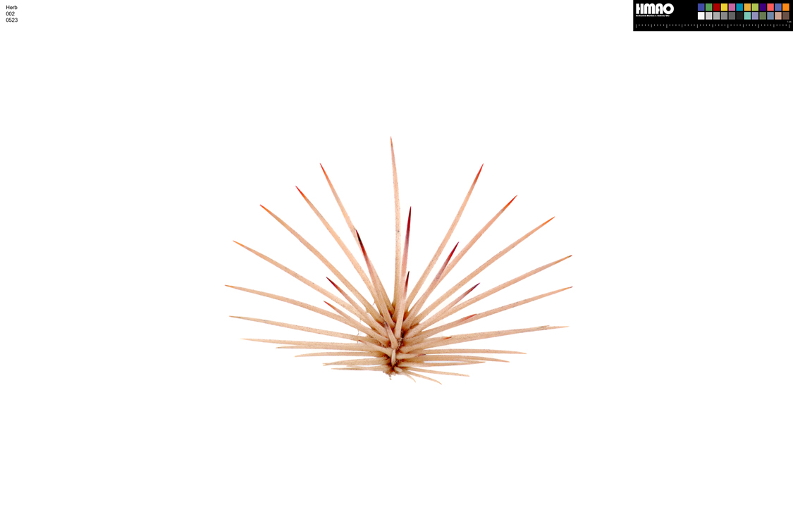 HMAO-002-0523 - Echinocereus dasyacanthus, USA, Texas, Pecos Co.