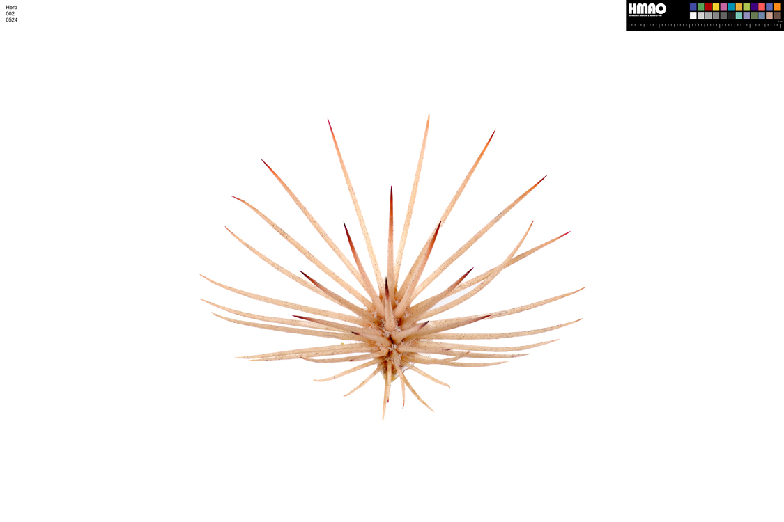 HMAO-002-0524 - Echinocereus dasyacanthus, USA, Texas, Pecos Co.