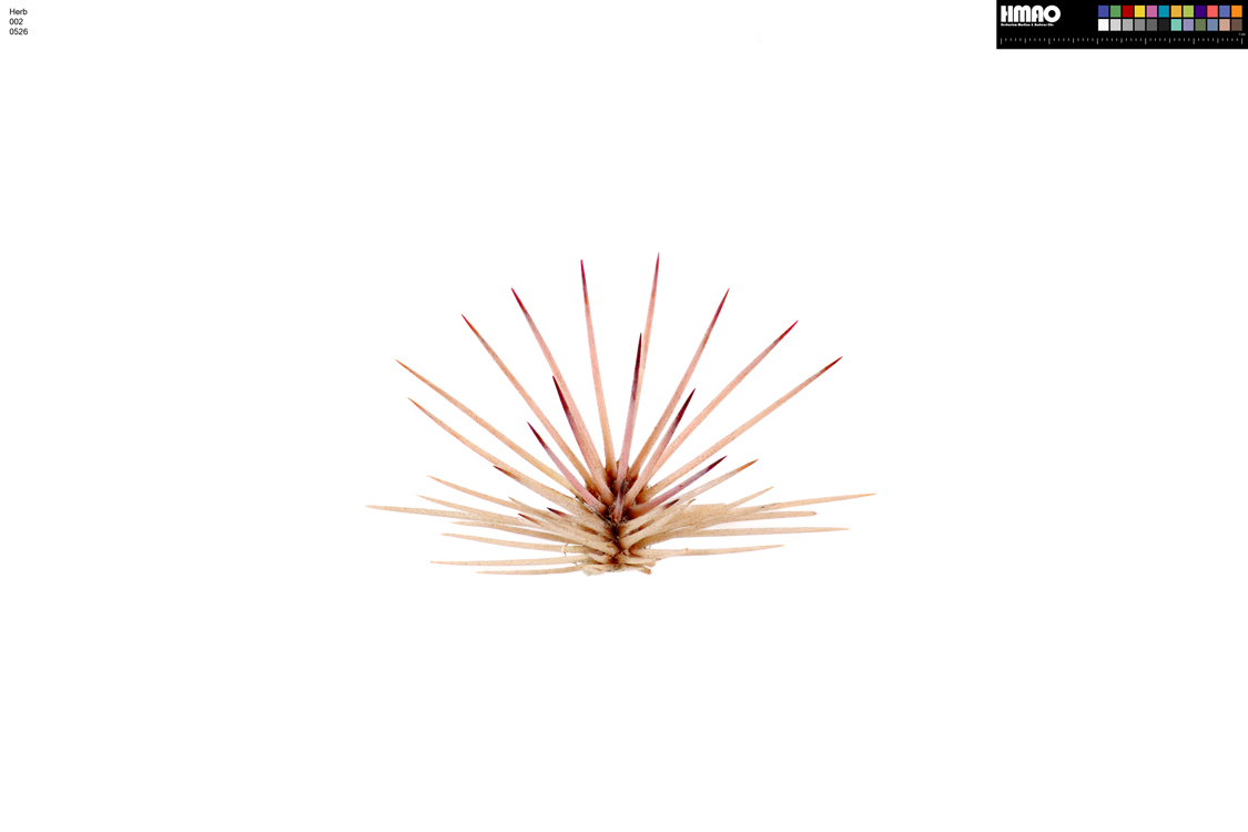 HMAO-002-0526 - Echinocereus dasyacanthus, USA, Texas, Pecos Co.