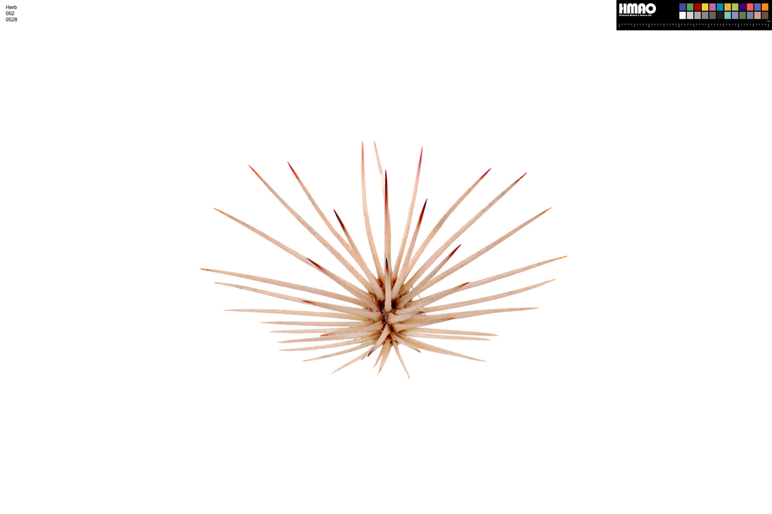 HMAO-002-0528 - Echinocereus dasyacanthus, USA, Texas, Pecos Co.