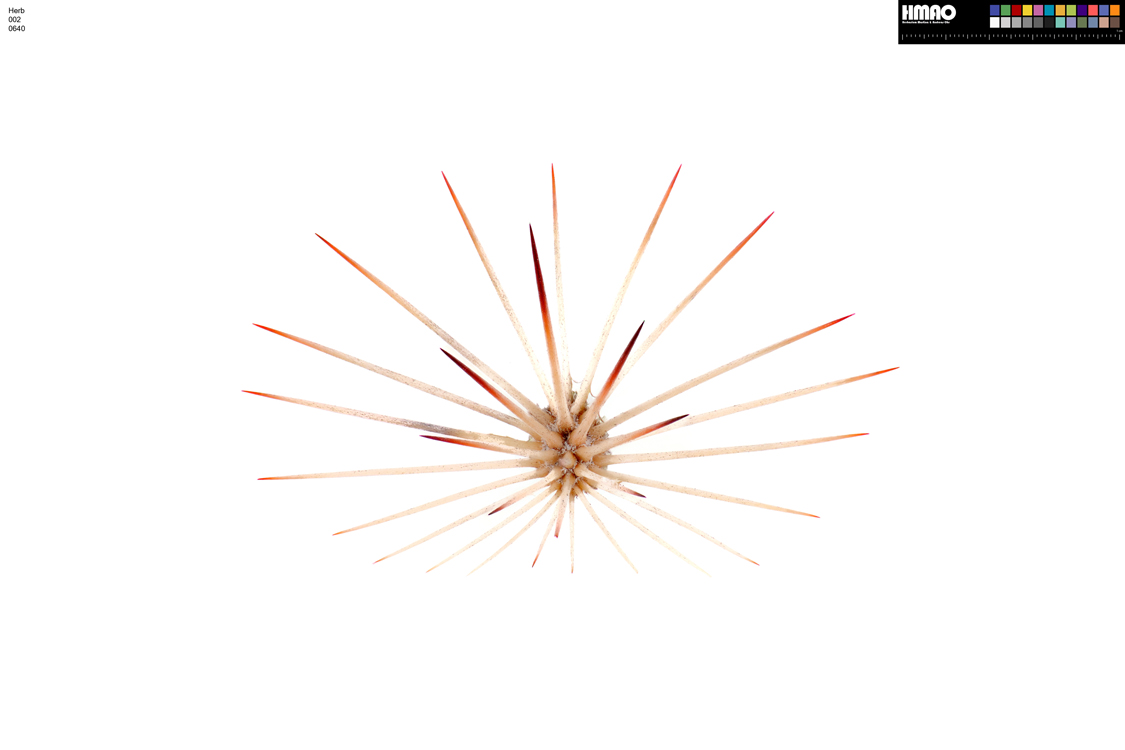 HMAO-002-0640 - Echinocereus dasyacanthus, USA, Texas, Pecos Co.