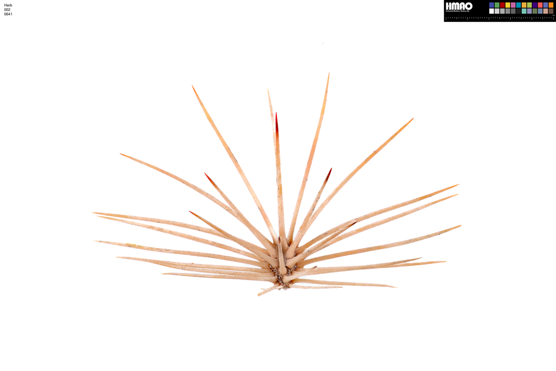 HMAO-002-0641 - Echinocereus dasyacanthus, USA, Texas, Pecos Co.