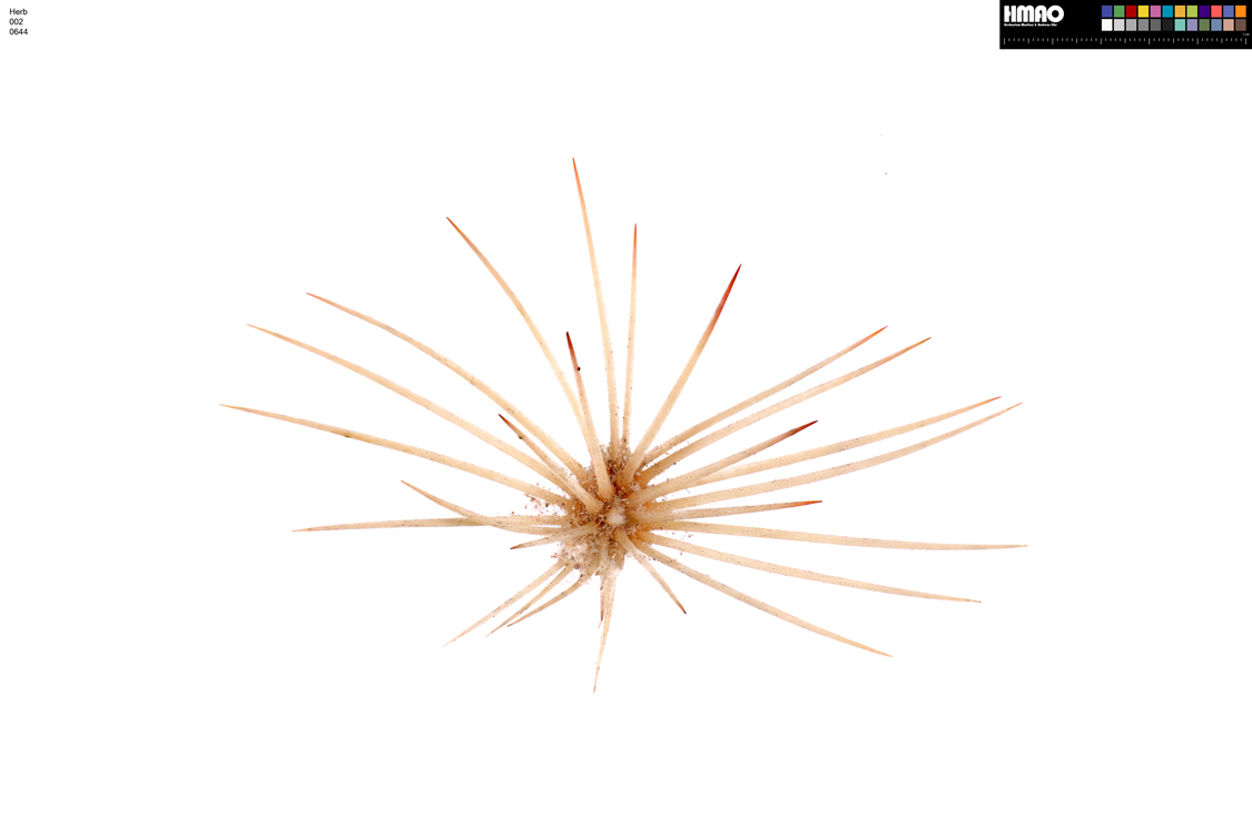 HMAO-002-0644 - Echinocereus dasyacanthus, USA, Texas, Pecos Co.