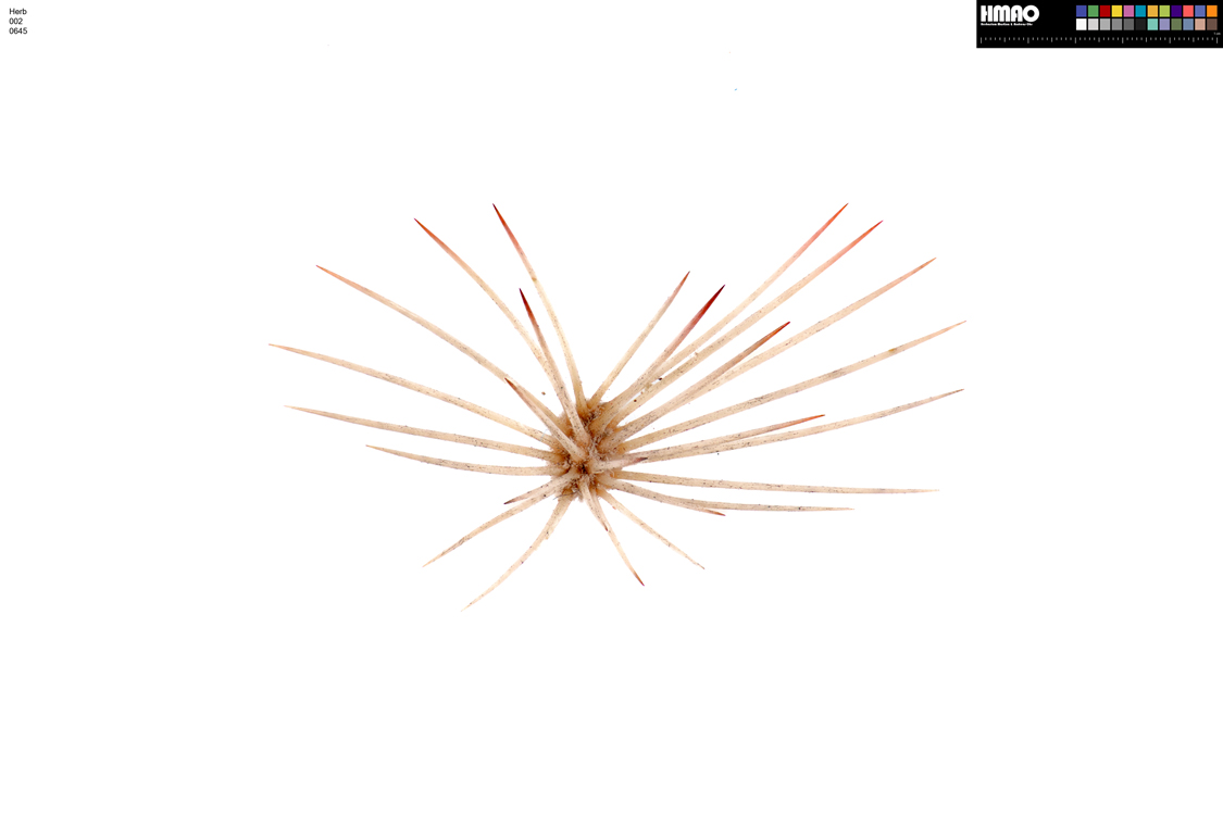 HMAO-002-0645 - Echinocereus dasyacanthus, USA, Texas, Pecos Co.