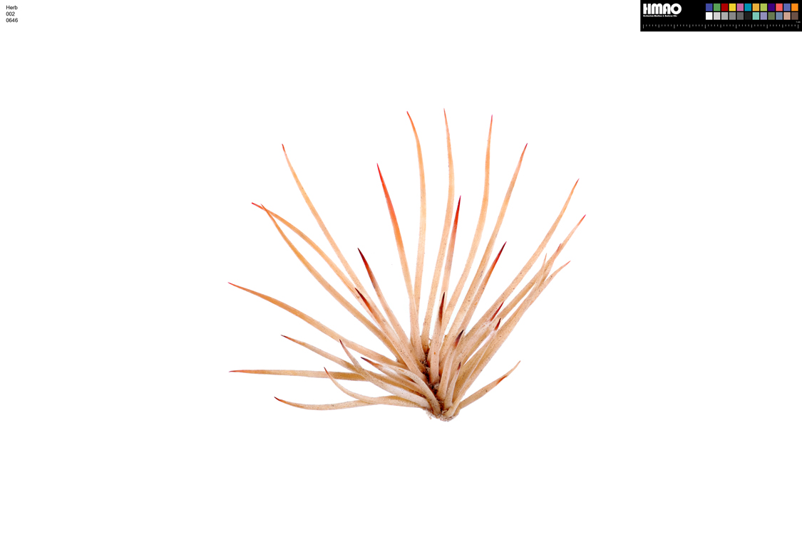 HMAO-002-0646 - Echinocereus dasyacanthus, USA, Texas, Pecos Co.