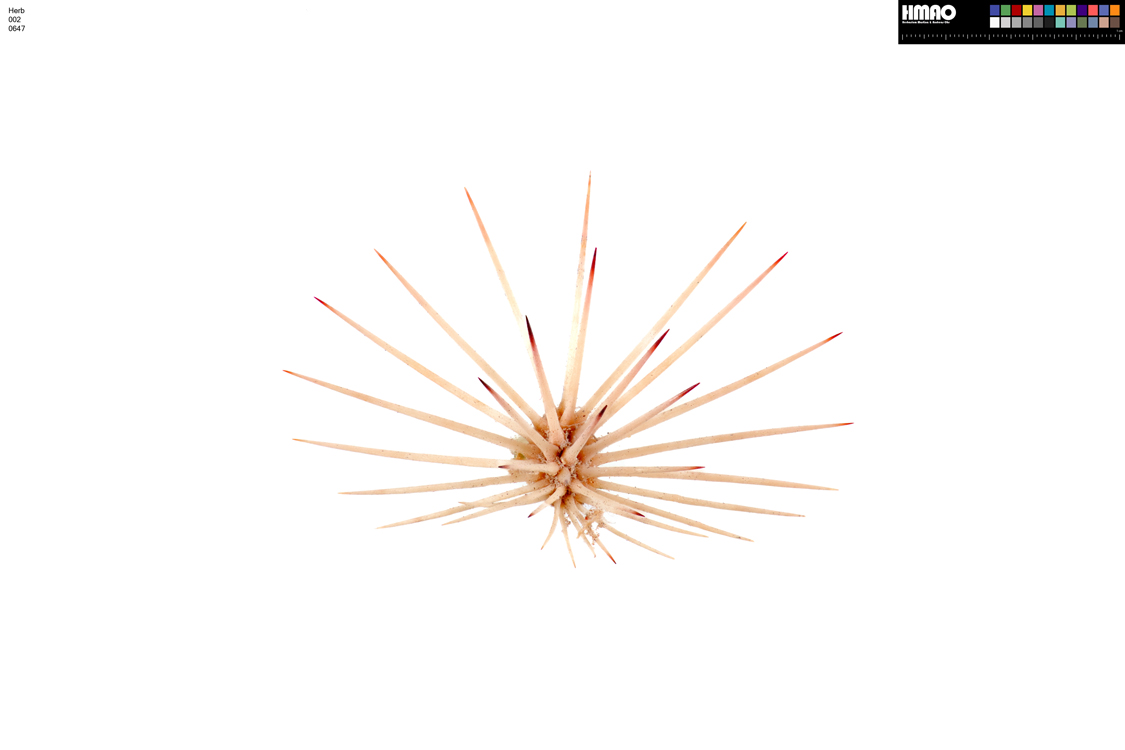 HMAO-002-0647 - Echinocereus dasyacanthus, USA, Texas, Pecos Co.